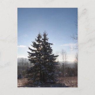 konifizieren postkarte