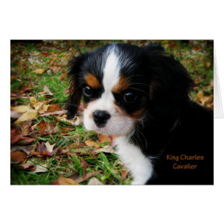 König Charles Cavalier Spaniel