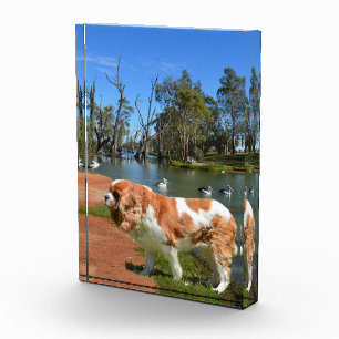 König Charles Cavalier Spaniel am Fluss, Fotoblock