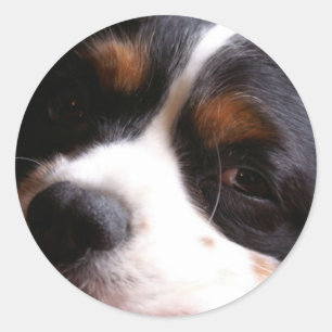 König Charles Cavalier Spaniel Sticker
