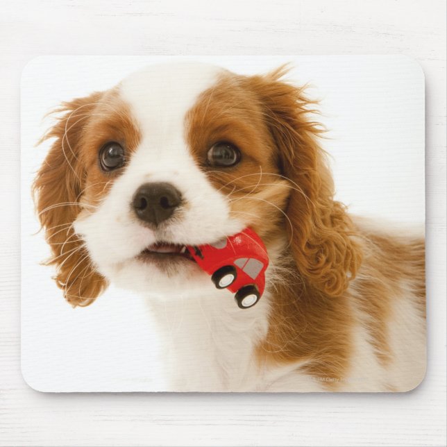 König Charles Spaniel mit rotem Auto in ihrem Mund Mousepad (Vorne)