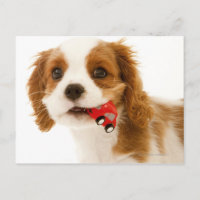 König Charles Spaniel mit rotem Auto in ihrem Mund
