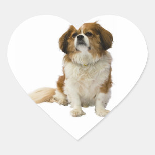 König Charles Spaniel Welpe Hund Aufkleber / Etike