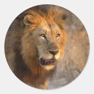 König der Jungle Sticker