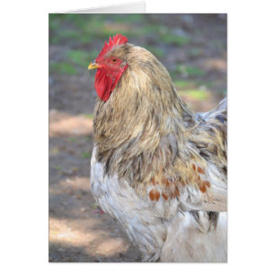 König der Roost