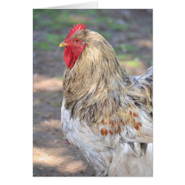 König der Roost (Vorne)