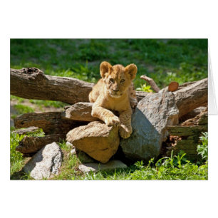 König des Dschungels