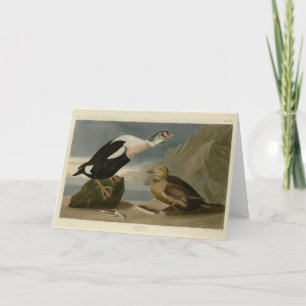 König Ente (König Eider) Audubons Vögel von Amerik Karte