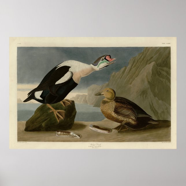 König Ente (König Eider) Audubons Vögel von Amerik Poster (Vorne)