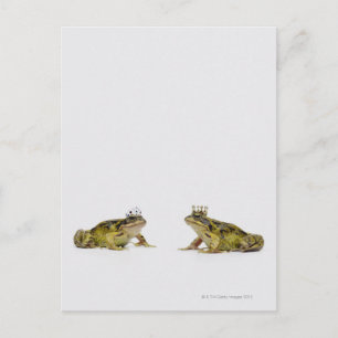 König-Königin-Frosch, der sich anschaut Postkarte