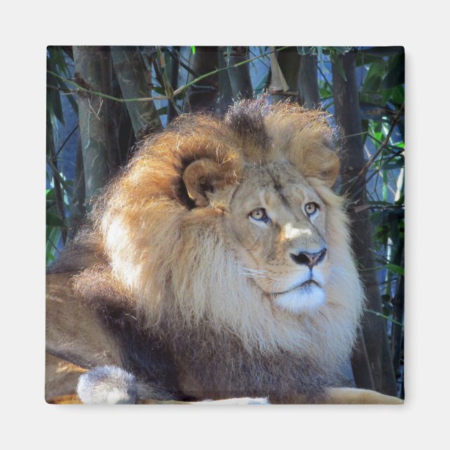 König Löwe Magnet (Vorne)