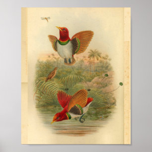 König Paradiesvögel Roter Vintage Druck Poster