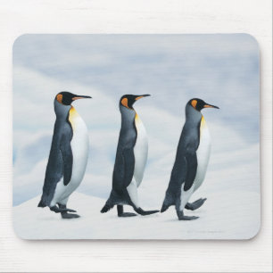 König Penguins, die in Singledatei gehen Mousepad