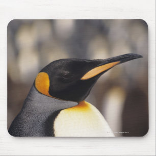 König-Pinguin (Aptenodytes patagonicus) Mousepad