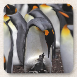 König Pinguin mit Küken Getränkeuntersetzer