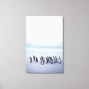 König-Pinguine (Aptenodytes patagonicus) Leinwanddruck
