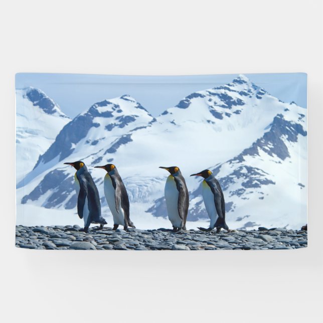 König Pinguine in Südgeorgien Banner (Horizontal)