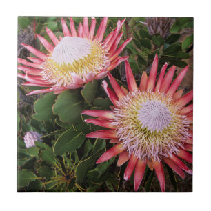 König Protea (Protea Cynaroides), Helderberg Fliese