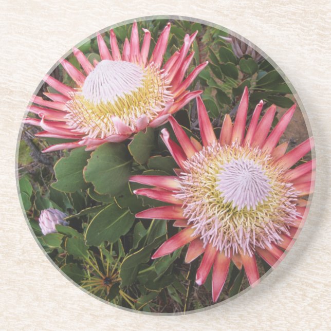 König Protea (Protea Cynaroides), Helderberg Getränkeuntersetzer (Vorne)
