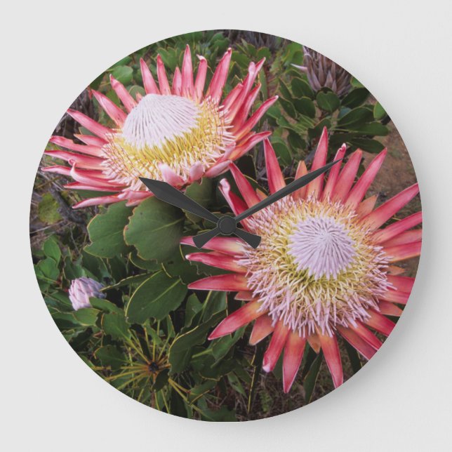 König Protea (Protea Cynaroides), Helderberg Große Wanduhr (Vorderseite)