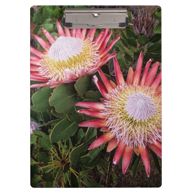 König Protea (Protea Cynaroides), Helderberg Klemmbrett (Vorderseite)