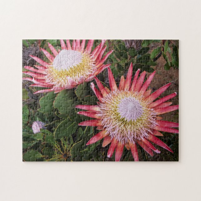 König Protea (Protea Cynaroides), Helderberg Puzzle (Horizontal)