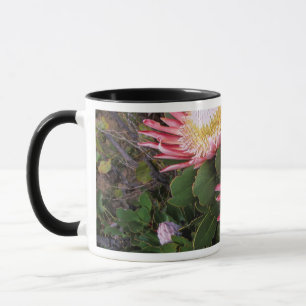König-Protea (Protea Cynaroides), Helderberg Tasse