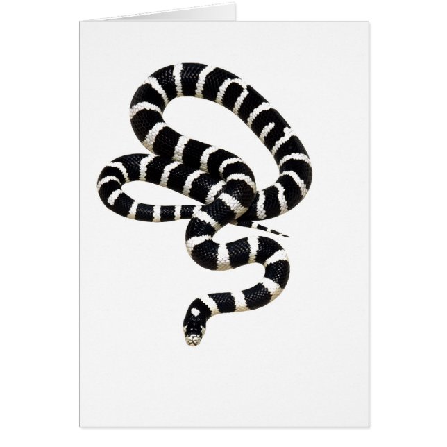 König Schlange von Junglewalk.com (Vorne)