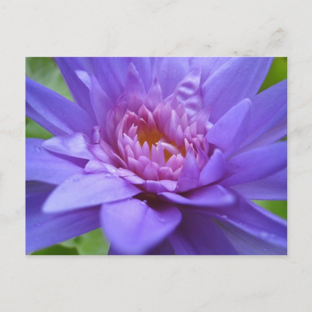 König von Siam Postkarte (Vorderseite)