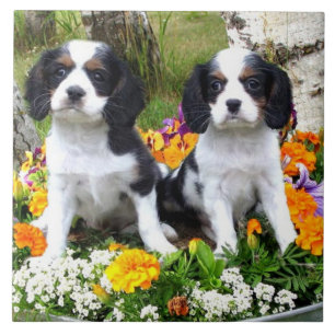 Königcharles Spanielwelpen Fliese