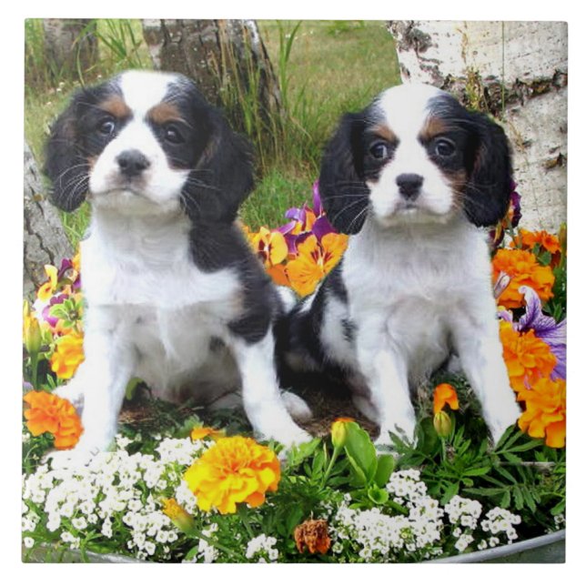 Königcharles Spanielwelpen Fliese (Vorderseite)