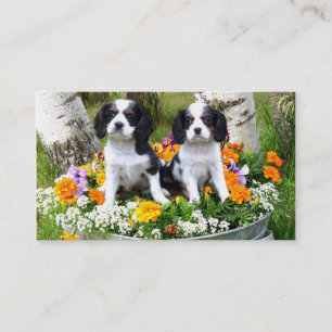 Königcharles Spanielwelpen Visitenkarte