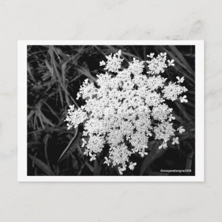 Königin Anne's Elfe Nummer 1 Postkarte