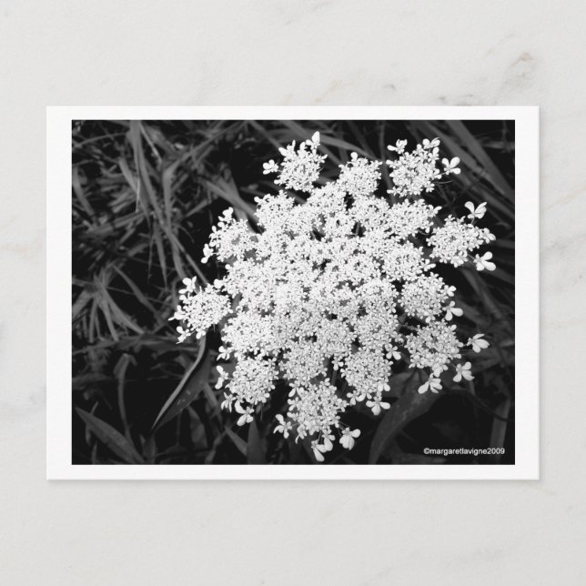 Königin Anne's Elfe Nummer 1 Postkarte (Vorderseite)