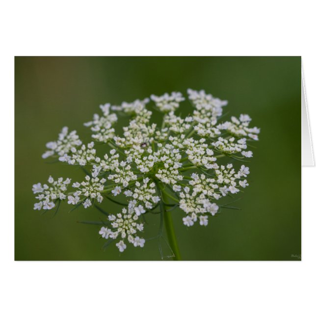 Königin Anne's Lace (Vorderseite (Horizontal))