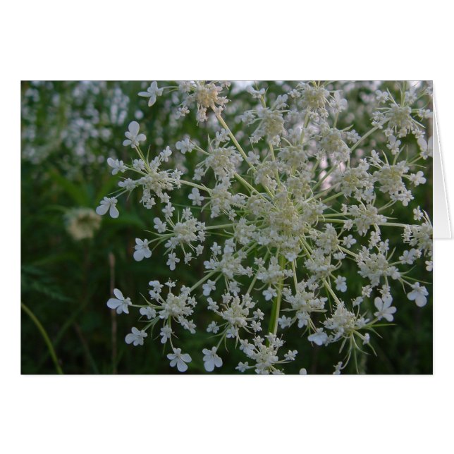Königin Anne's Lace (Vorderseite (Horizontal))