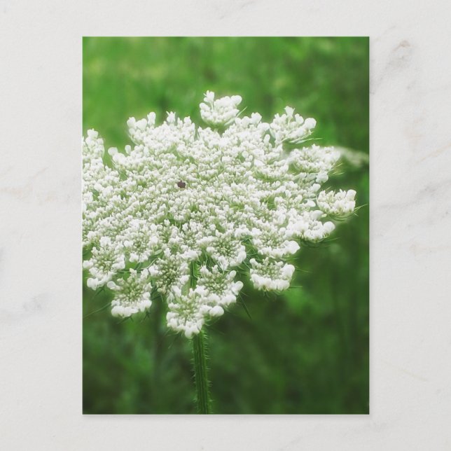 Königin Anne's Lace 1 (Wild Carrot) Postkarte (Vorderseite)