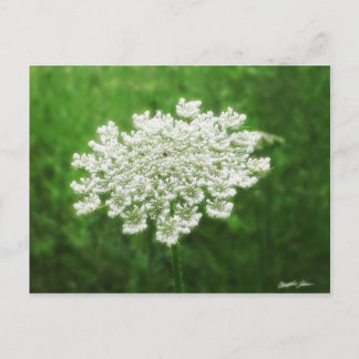Königin Anne's Lace 1 (Wilde Karotte) Postkarte