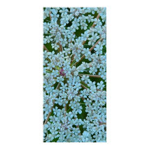 Königin Anne's Lace-Blume