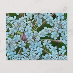 Königin Anne's Lace-Blume Postkarte