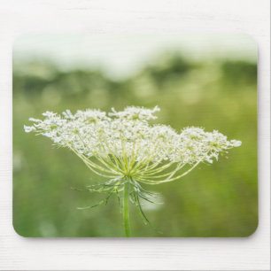 Königin Anne's Lace Blume Wildblumen Mousepad
