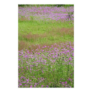 Königin Anne's Lace Daucus carota) wachsen Fotodruck