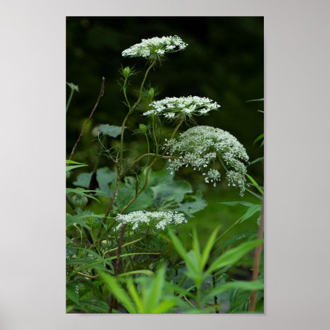 Königin Anne's Lace im Sommer Poster (Vorne)