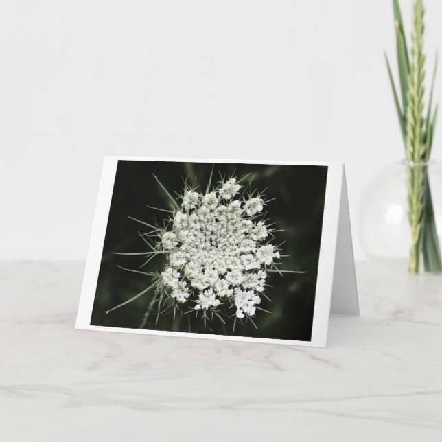 Königin Anne's Lace, Karte (Vorderseite)