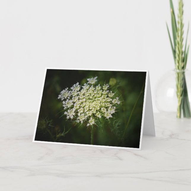 Königin Anne's Lace, Karte (Vorderseite)