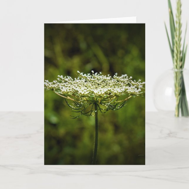 Königin Anne's Lace, Karte (Vorderseite)