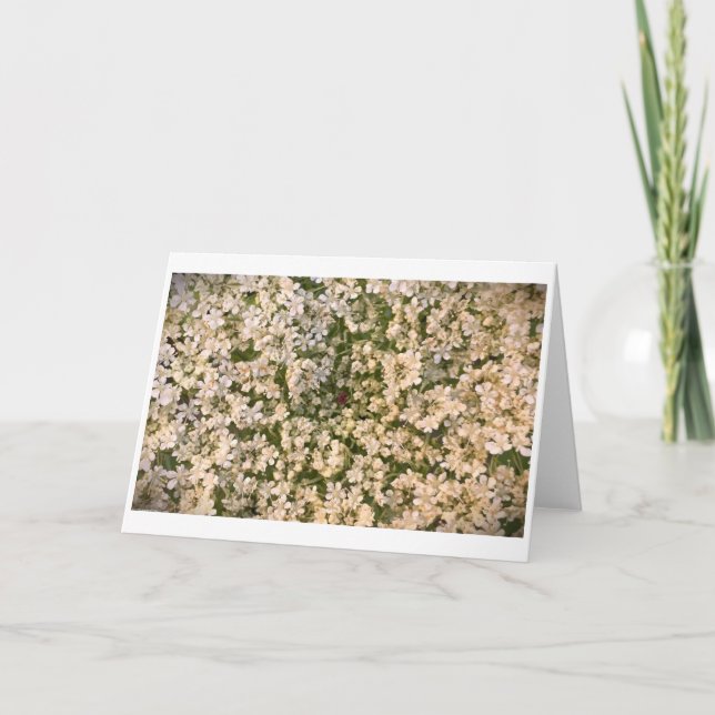 Königin Anne's Lace, Karte (Vorderseite)