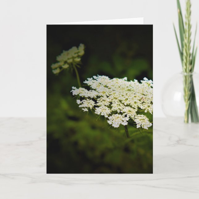 Königin Anne's Lace, Karte (Vorderseite)
