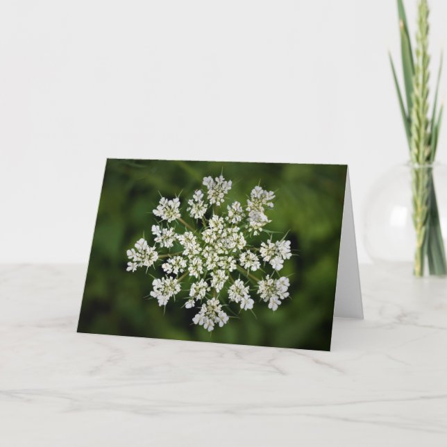 Königin Anne's Lace, Karte (Vorderseite)