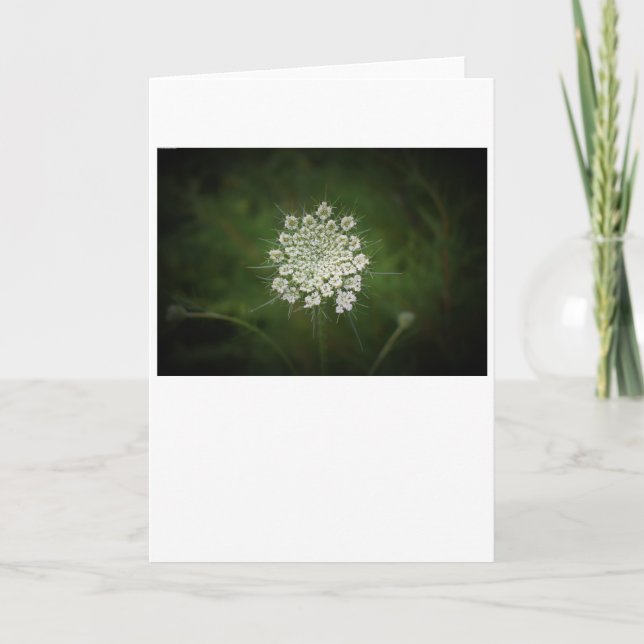 Königin Anne's Lace, Karte (Vorderseite)